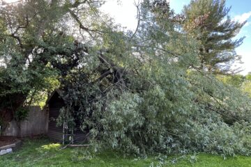 How to Prepare Your Trees for Storm Season