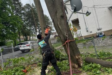 4 Signs of a Hazardous Tree
