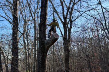 Who is Responsible for Removing a Fallen Tree?