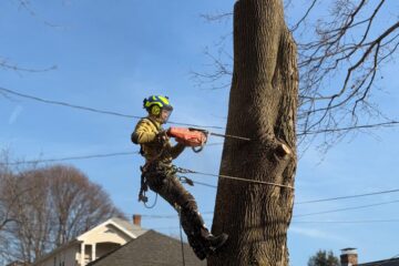The Dangers of Tree Roots to Your Property