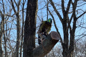 How to Tell if a Tree is Dying