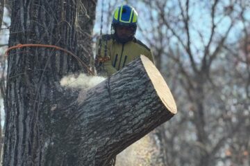 Understanding Tree Removal Responsibilities