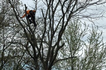Why Regular Tree Pruning Matters for Your Property