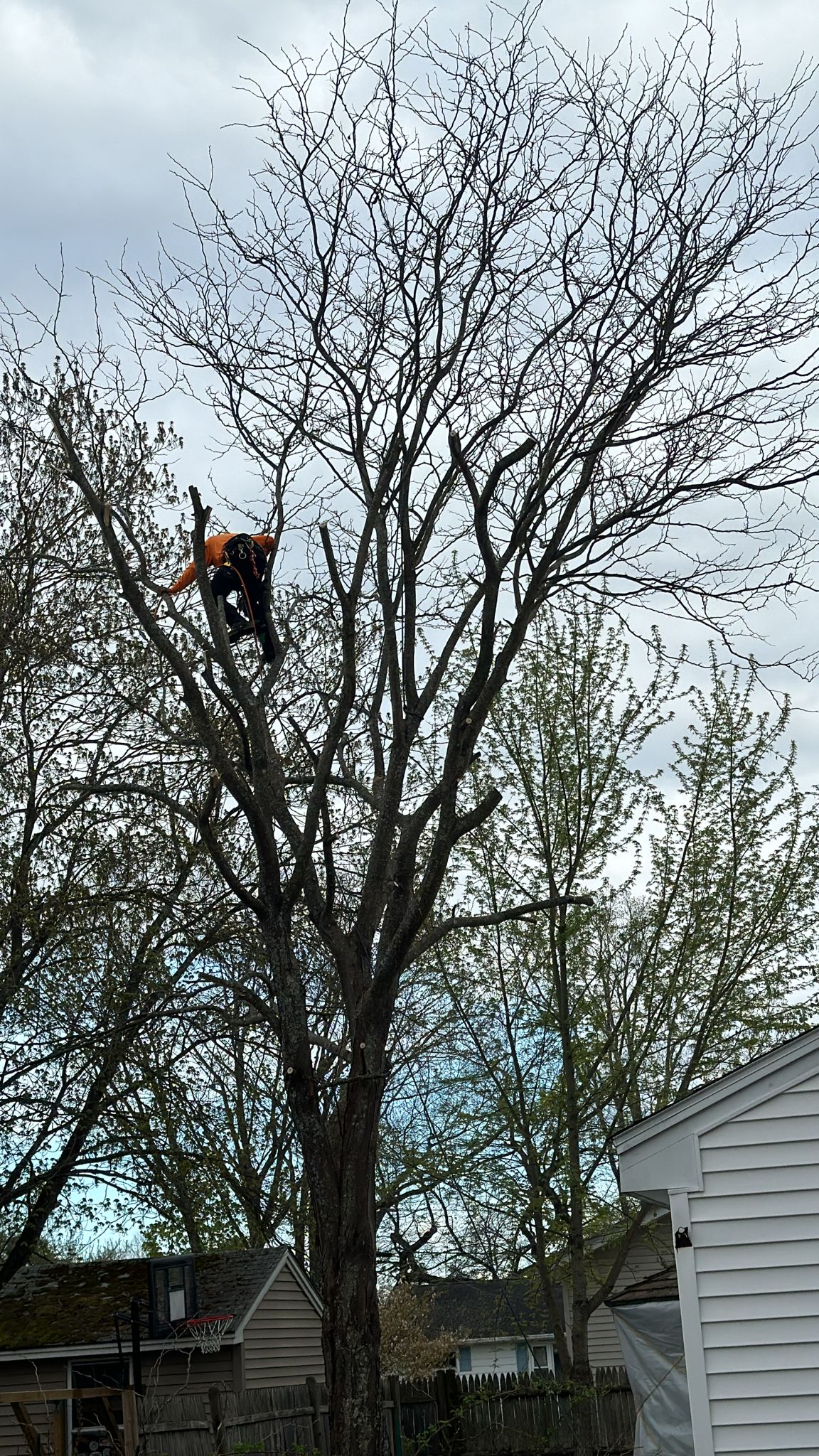 Why Regular Tree Pruning Matters for Your Property