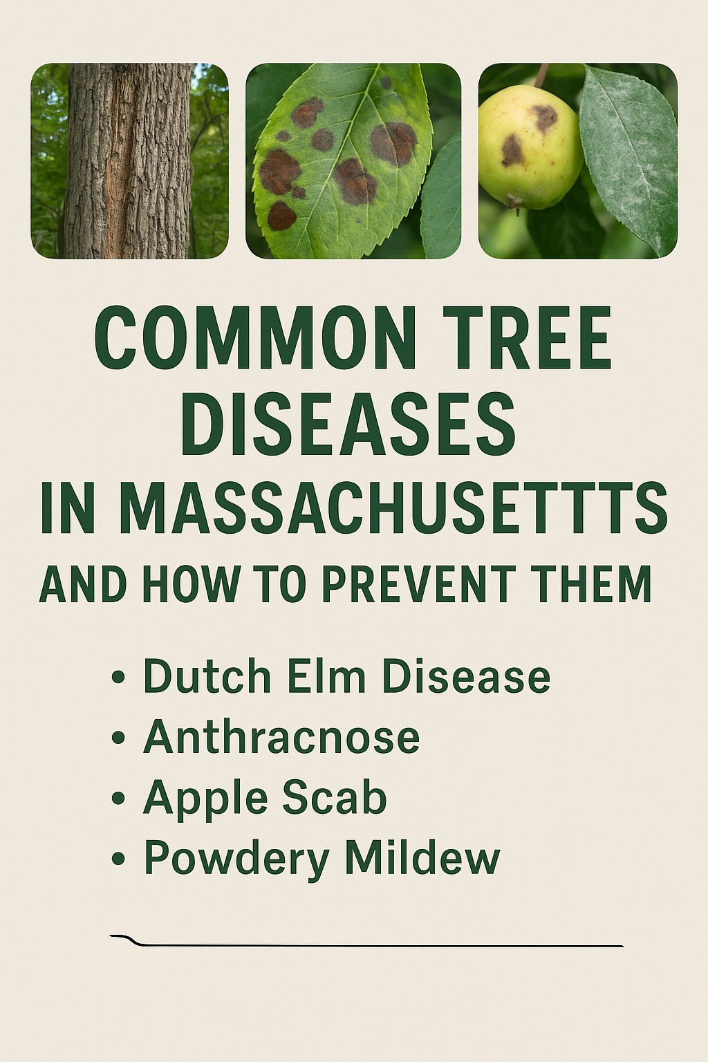 Common Tree Diseases in Massachusetts and How to Prevent Them